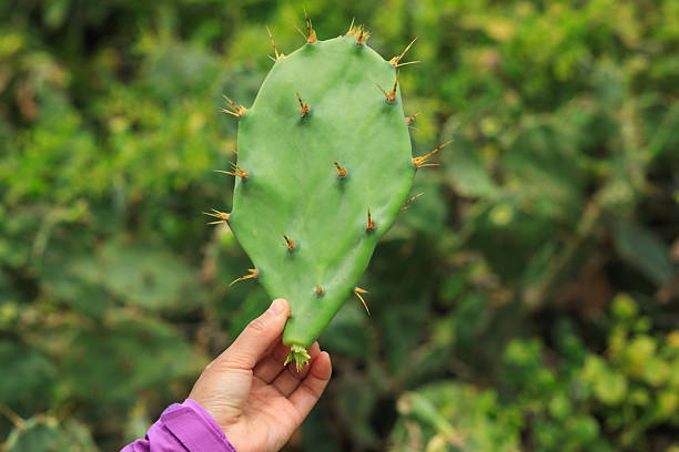 Green Cactus with beautful flowers in spring