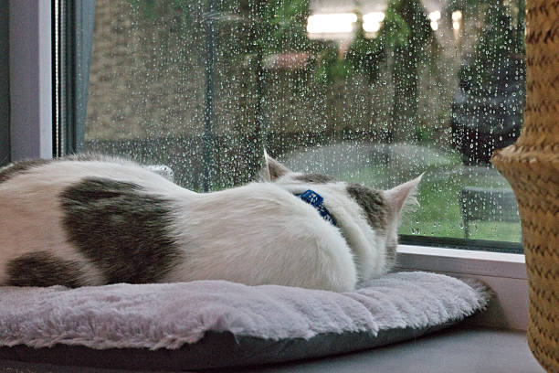 White cat with grey spots lying on a cushion and looking out a rain-covered window. Cozy indoor moment with a calm, dreamy atmosphere. Perfect for pet, home, or seasonal themes.