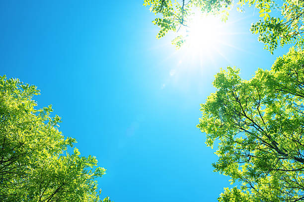 istock View to blue sky with sunbeams through treetops 2226381680