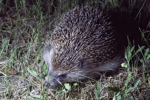 Дикий европейский ёж (Erinaceus europaeus) бродит по траве ночью. Фотография сделана сбоку при освещении фонариком. На фотографии видны шипы, шерсть и естественное поведение животного в естественной среде обитания. Подходит для образовательных и природоведческих материалов, с естественным освещением и реалистичным фоном лесной подстилки.