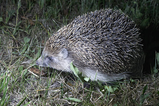 Дикий европейский ёж (Erinaceus europaeus) бродит по траве ночью. Фотография сделана сбоку при освещении фонариком. На фотографии видны шипы, шерсть и естественное поведение животного в естественной среде обитания. Подходит для образовательных и природоведческих материалов, с естественным освещением и реалистичным фоном лесной подстилки.