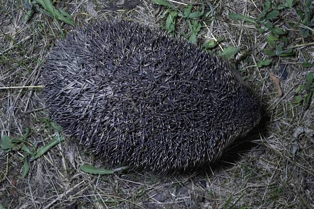 Дикий европейский ёж (Erinaceus europaeus) бродит по траве ночью. Фотография сделана сбоку при освещении фонариком. На фотографии видны шипы, шерсть и естественное поведение животного в естественной среде обитания. Подходит для образовательных и природоведческих материалов, с естественным освещением и реалистичным фоном лесной подстилки.
