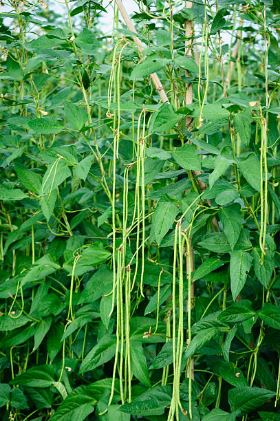 istock Long bean plants in growth at vegetable field 2226382148