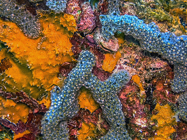 istock Caribbean coral garden 2226382934