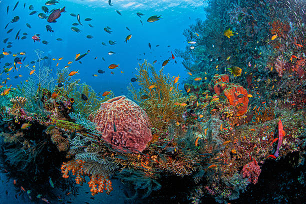 Coral reef in South Pacific off the coast of the island of Bali, Indonesia