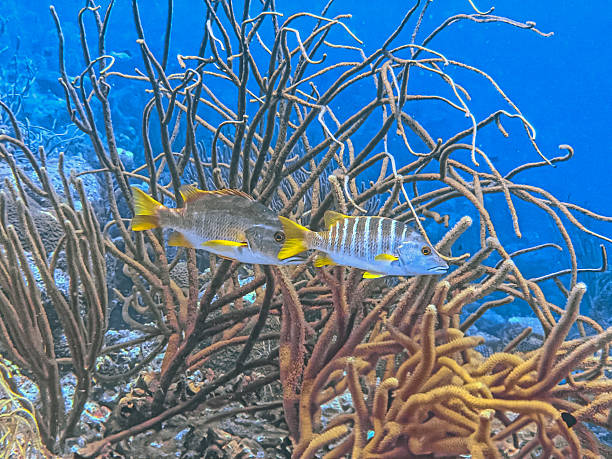 istock Caribbean coral garden 2226383022