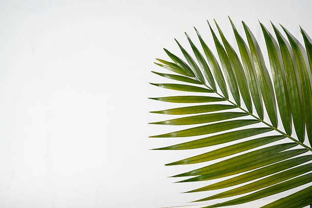 istock Tropical palm leaf with shadow isolated over a white background. Summer concept 2226383259