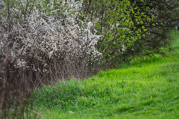 Dense bushes covered in delicate white blossoms line the edge of a bright green grassy meadow. The vibrant spring scene is rich in color and texture, showcasing fresh growth and seasonal awakening in a rural natural setting. The composition highlights contrast between soft flowers and vivid greenery.