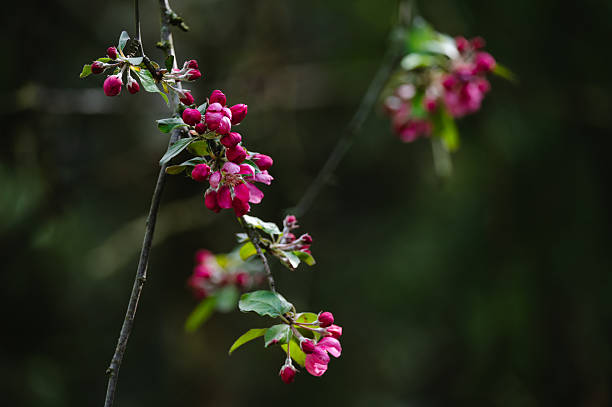 Clusters of vivid pink flower buds hang from slender branches against a shadowy forest backdrop. The contrast between the rich blossoms and the dark, out-of-focus background creates a dramatic yet delicate spring scene. The image radiates natural beauty and seasonal awakening.