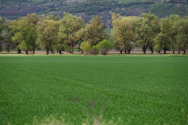 A vast green field stretches out toward a line of trees just beginning to leaf in spring. The vibrant grass contrasts with the subtle tones of the foliage and distant hills, creating a harmonious rural landscape. The image evokes freshness, growth, and the quiet beauty of the countryside.