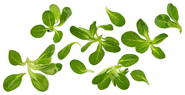 Fresh lamb lettuce, corn salad leaves isolated on white background with clipping path