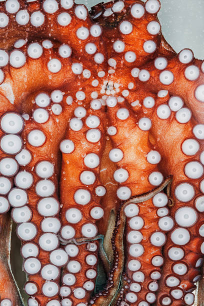 istock Close up view of octopus tentacles revealing intricate suction cups, emphasizing their unique texture and stunning detail in marine life 2226384030