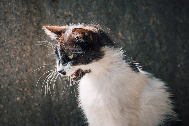istock Portrait featuring a black and white cat meowing, showcasing its expressive face with a blurred background enhancing the focus on its features 2226384078