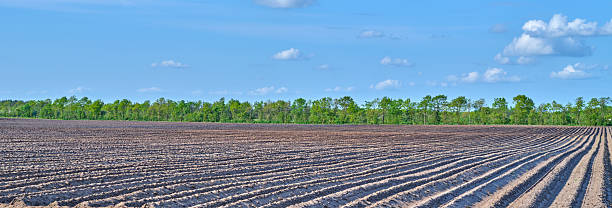 istock Vast Plowed Field with Rows Under a Clear Sky, Denmark's Countryside Beauty 2226384216