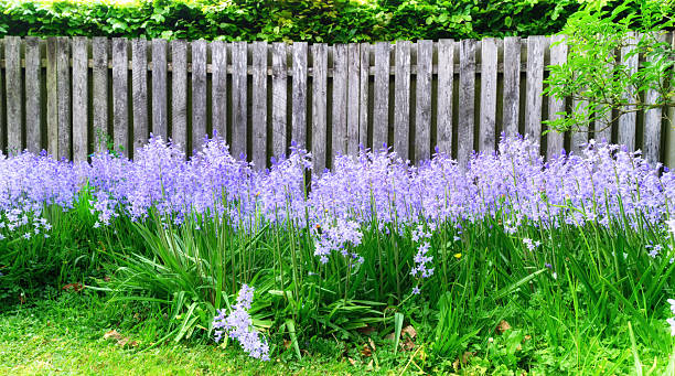A bed of beautiful Hyacinthoides non-scripta blooms adorns a charming garden in Denmark. The combination of vibrant green foliage and aged wooden fencing evokes tranquility and natural wonder.