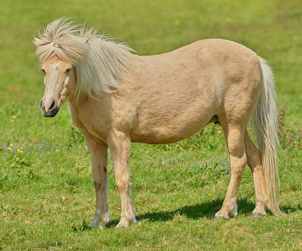 A charming Shetland pony with a golden mane grazes gently in a lush meadow, surrounded by vibrant flora. Captured in the serene countryside, this image celebrates the beauty of Denmark's landscapes.