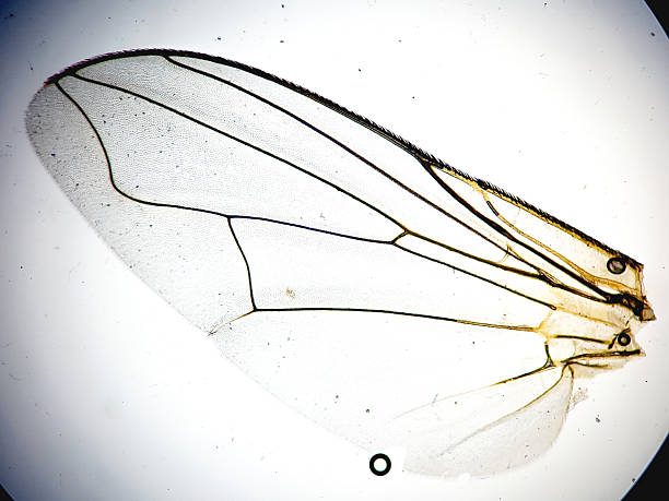 Microscopic image of fly wing. Microbiological study of insect in the genetic laboratory.