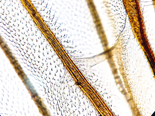 istock Microscopic image of fly wing. Microbiological study of insect in the genetic laboratory. 2226384395