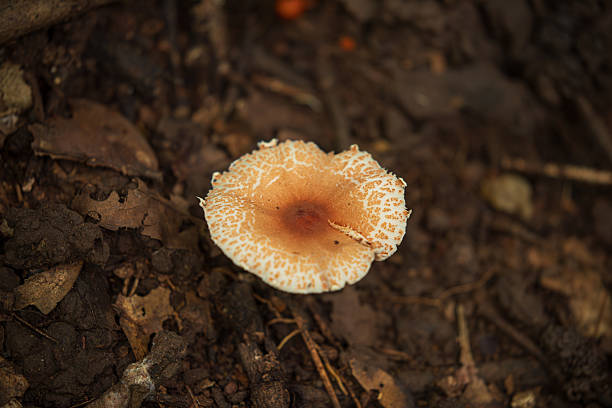 Large mushrooms growing in a lawn