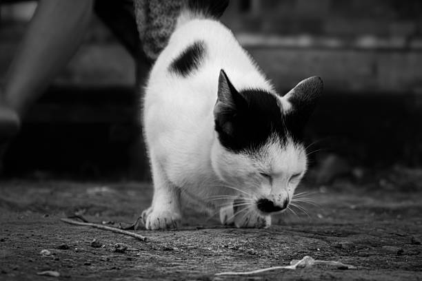 Black and White Cat Sitting on Dirt Ground