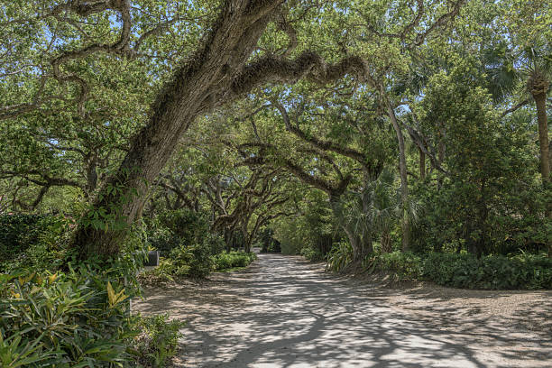 istock Oak canopy over a dirt road 2226386474