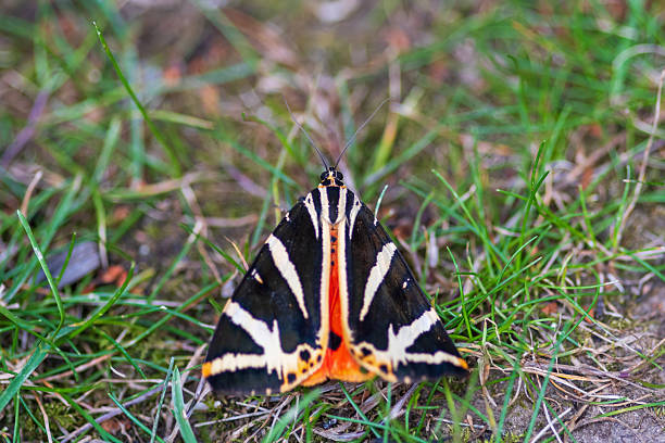 July 2025: Close-up of the Tiger Moth Euplagia quadripunctaria, seen in Pulheim, Germany