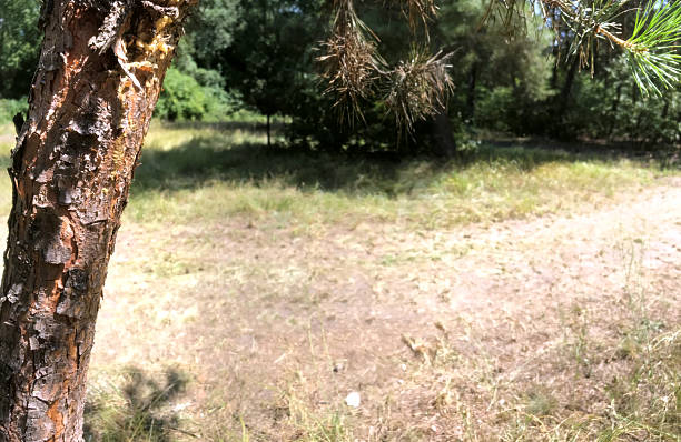 A sunlit area with tall grass and trees nearby.