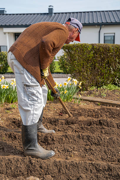 istock Senior Man Planting Potatoes in Spring Garden 2226389421