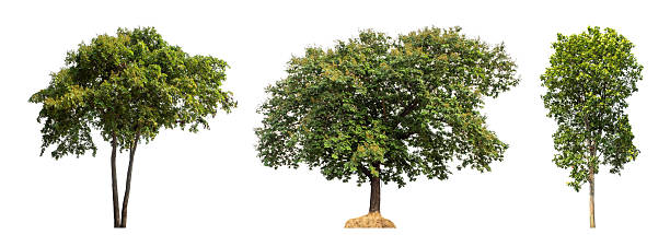 istock Collection high qaulity tree has been cut from the original background 2226389428