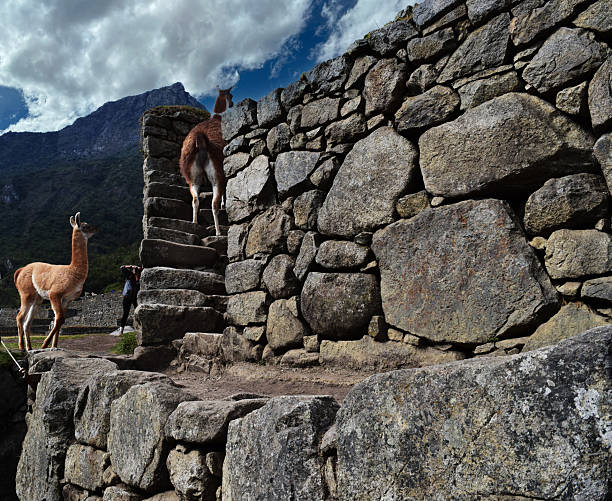 Machu Picchu, Peru - September 15, 2016: Machu Picchu ruins with alpaca climbing stairs