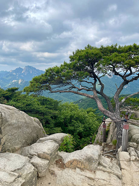 istock Summer Seoul Mountains and Pine Tree 2226391897