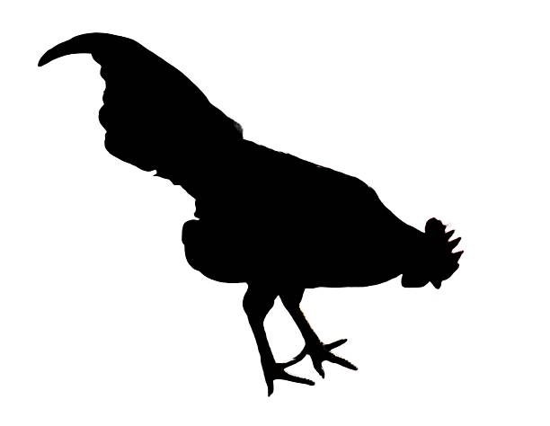 silhouette black chicken on white background. Animal silhouette concept, animal illustration.