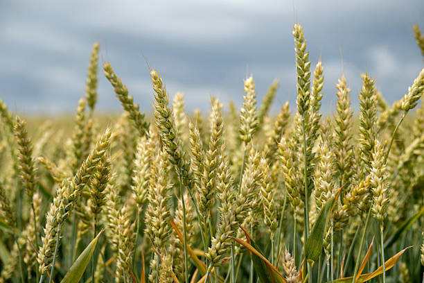 istock The image features a close up view of a wheat field under a cloudy sky, during the summer. 2226392679