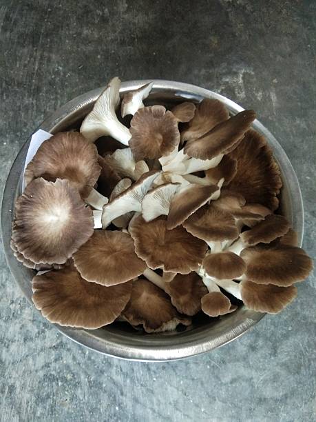 Brown Oyster Mushroom