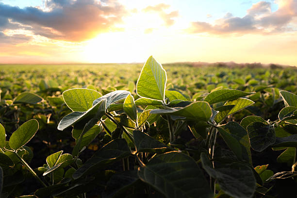 istock Sunrise in soybean field.AI generated image. 2226395080