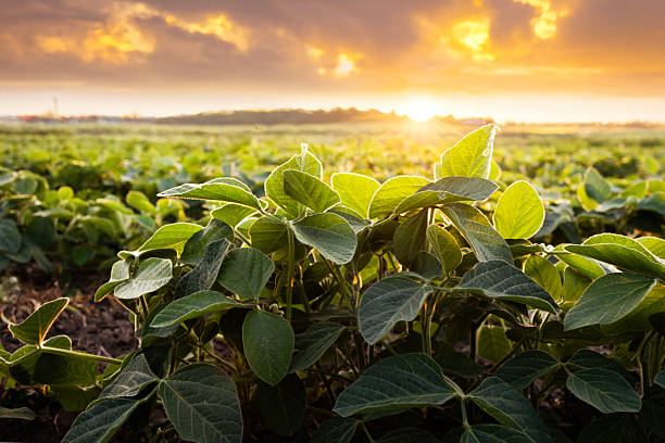 istock Sunrise in soybean field.AI generated image. 2226395085
