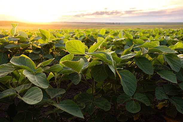 istock Sunrise in soybean field.AI generated image. 2226395086