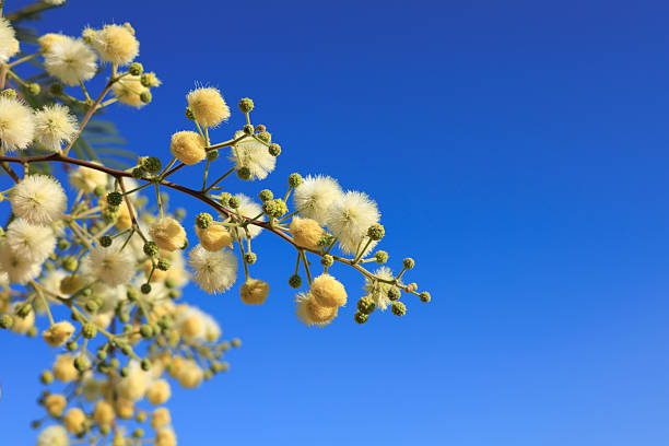 Acacia mearnsii, Black Wattle, creamy off-white puffball flowers against clear cloudless blue sky background in Spring, close up