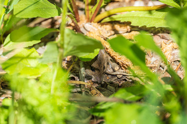 A closeup of a Common vole on the ground with a blurry background. Common Vole, Microtus arvalis, in its natural habitat