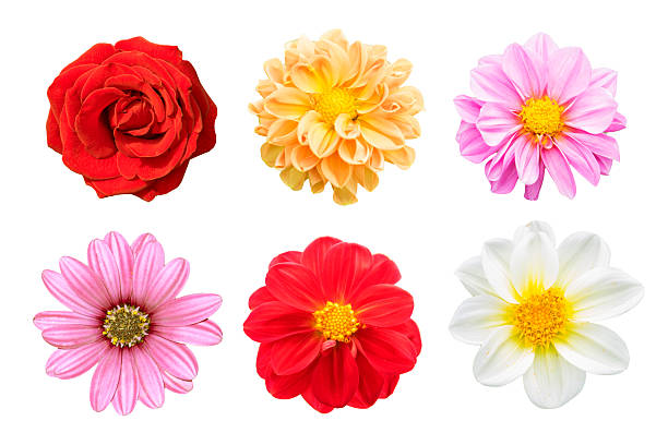 istock collection mix flower Colorful isolated on white background. 2226397736