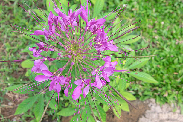 Spider flowers in garden