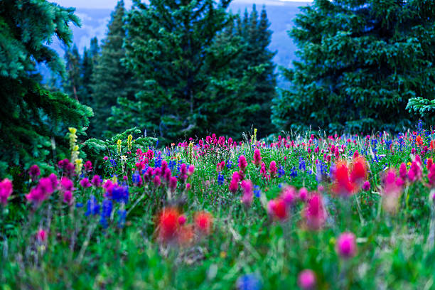 istock Colorful Wildflowers in Alpine Meadow 2226398041