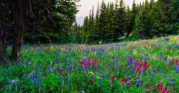 istock Colorful Wildflowers in Alpine Meadow 2226398059