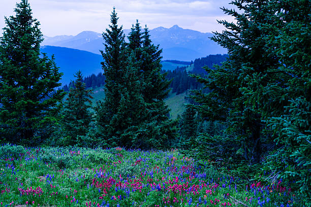 istock Colorful Wildflowers in Alpine Meadow 2226398095