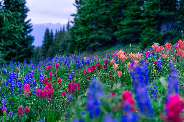 istock Colorful Wildflowers in Alpine Meadow 2226398106