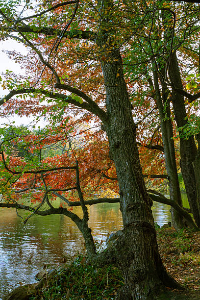 istock Central Park in New York City 2226398370