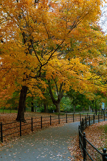 istock Central Park in New York City 2226398421