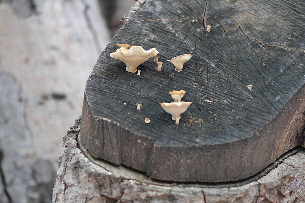 istock light-colored fungi growing on a tree stump 2226402575