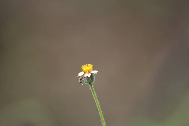 It is a small, hairy herb with branching stems and distinctive yellow, daisy-like flowers. The leaves are often serrated and arranged in rosettes.