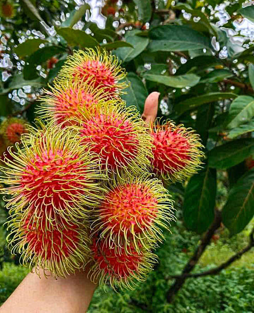istock Longan tree, Longan hair, Longan juice, Thai fruit, Canned longan 2226403057